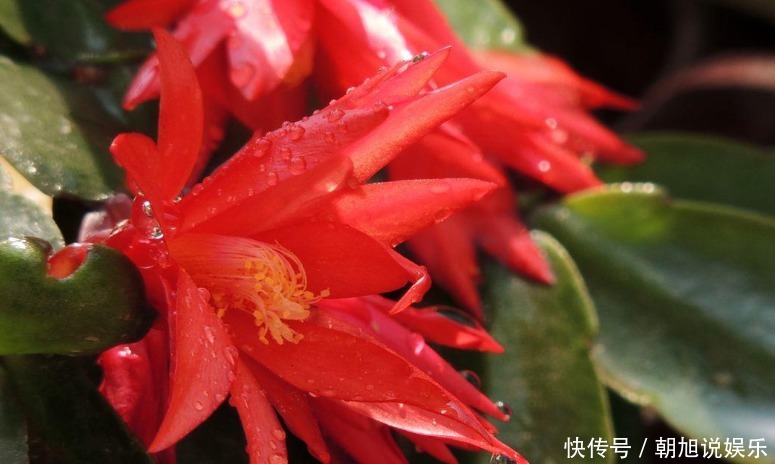 蟹爪|养了5年的蟹爪兰,竟发现是“假昙花”,比蟹爪兰漂亮100倍!