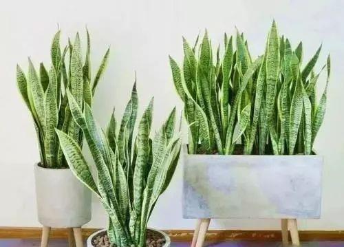 绿植|家里养了5种绿植,门窗紧闭也不怕,净空气,增氧气,健康无忧