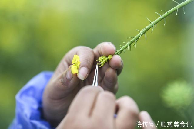 个体 为什么把种子送上太空再下来种，种出来的东西比较大？