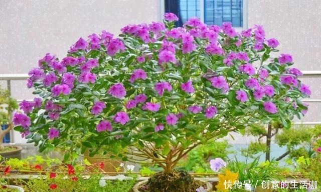 农村一种“泼辣花”,掐一心冒十枝花,一年长成老桩“小花树”!