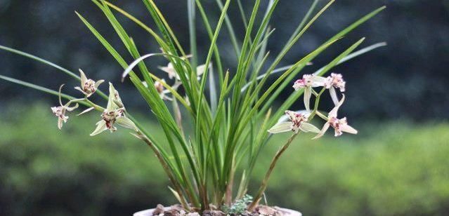 老爸用这个植料养兰,呼呼冒出大白根,又壮又多