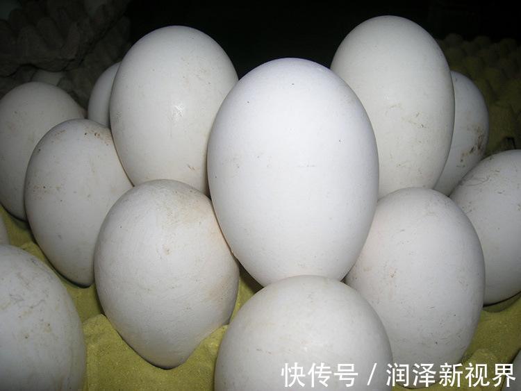 鸭蛋|鸡蛋、鸭蛋、鹅蛋哪个营养高许多人都搞错了,让营养师来告诉你