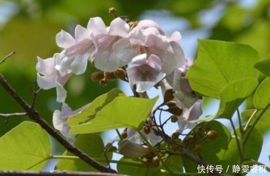 爆盆|4种花是爆盆能手,埋土里就活,不用管也能花开不断,入手不亏