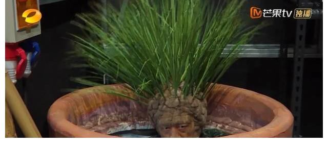 奔跑吧|《牛气满满的哥哥》与“国综白月光”的擦肩往事