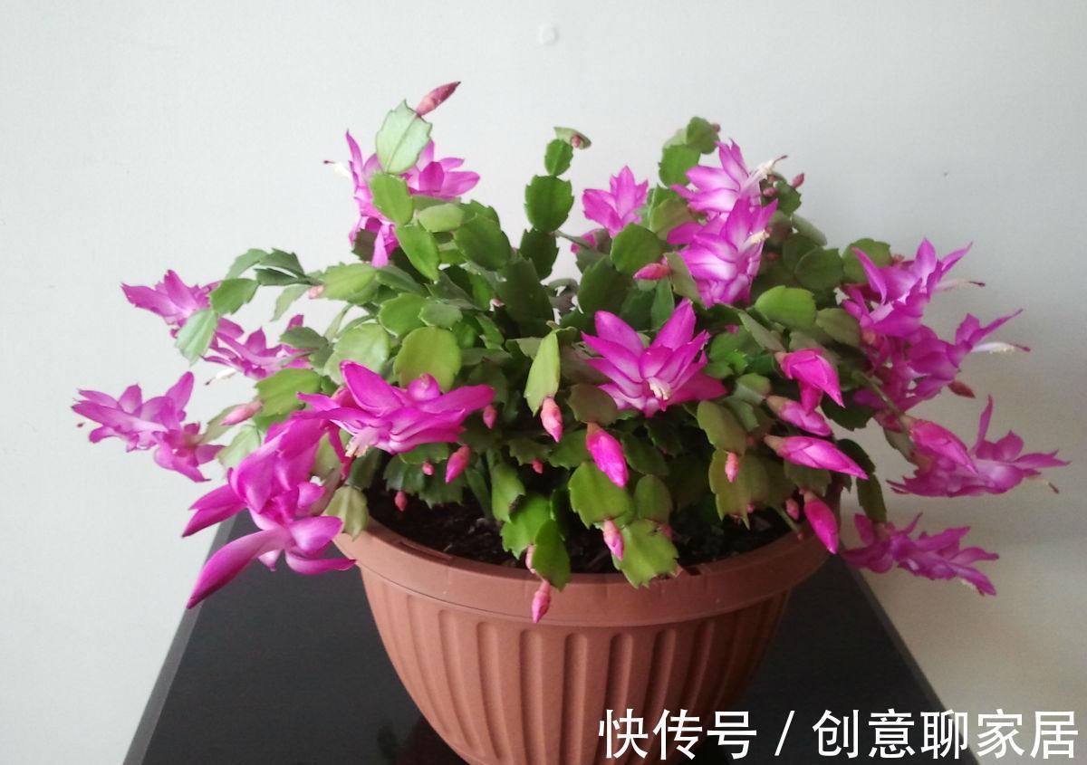 养花试试这几款，光照缺少或者是光照过多都会导致它不开花