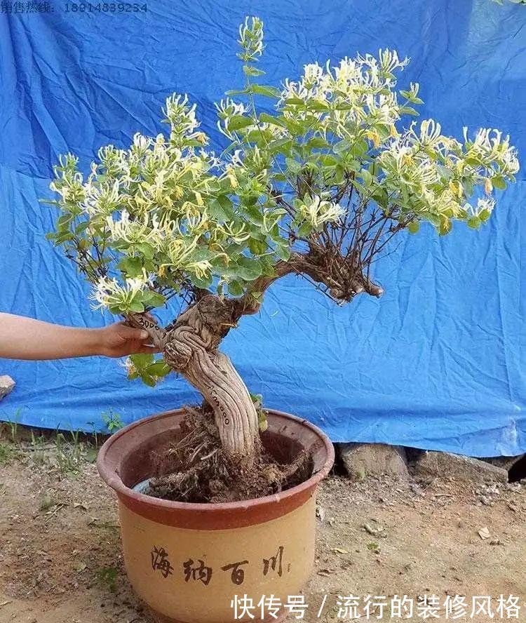浇水|金银花根系发达,一造型便“立竿见影”,轻松获取盆景制作的欢乐