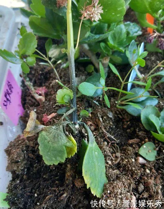 休眠|6种花淋雨就会“烂”,下雨最好放屋里,别忽视