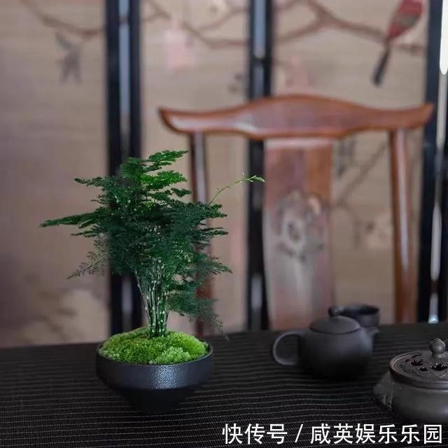 植株|五种小盆栽，耐阴又好养，办公室养几盆，增财运、旺事业