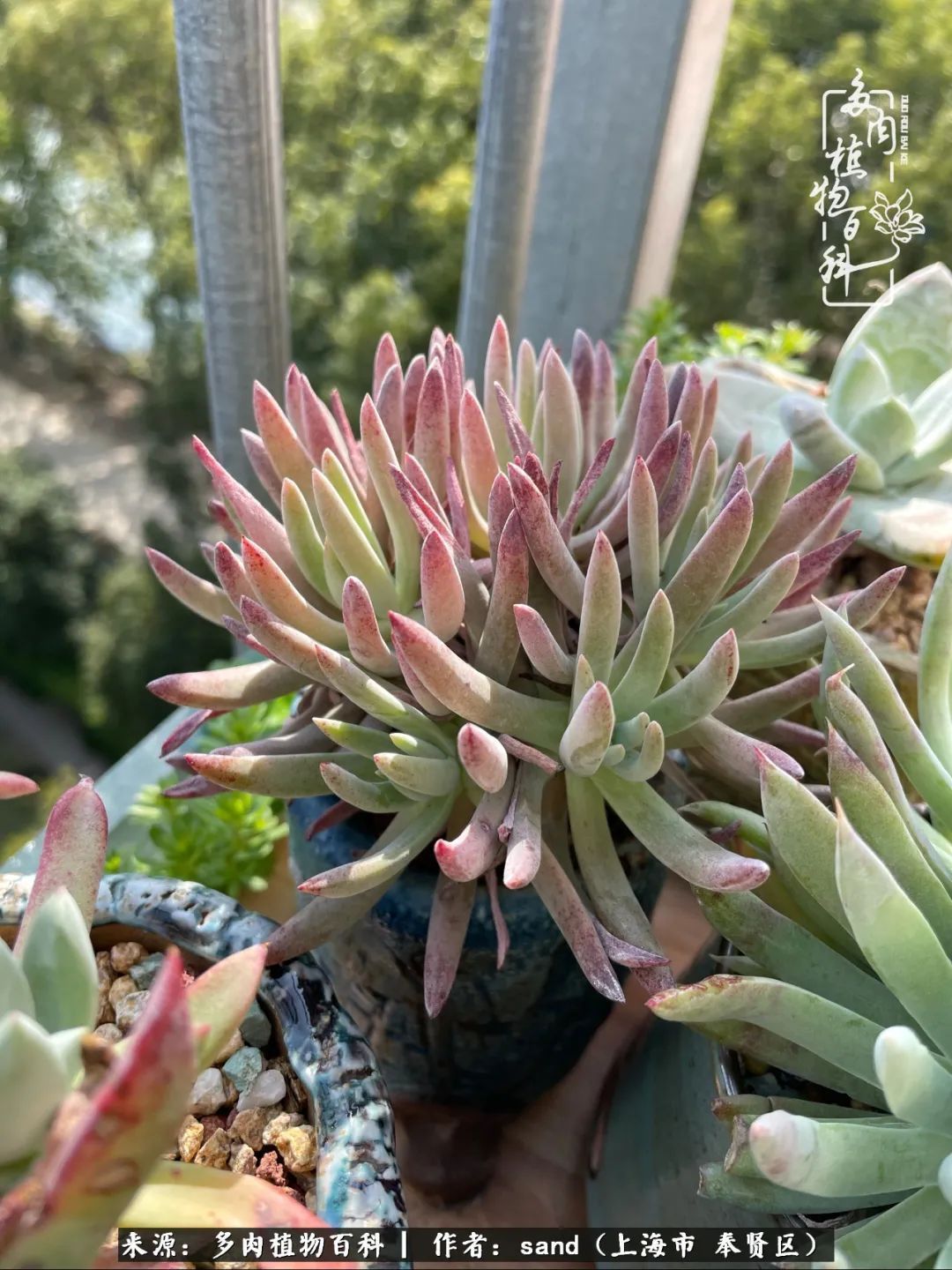 带着200多盆多肉，三个月搬两次家，是一种怎样的体验