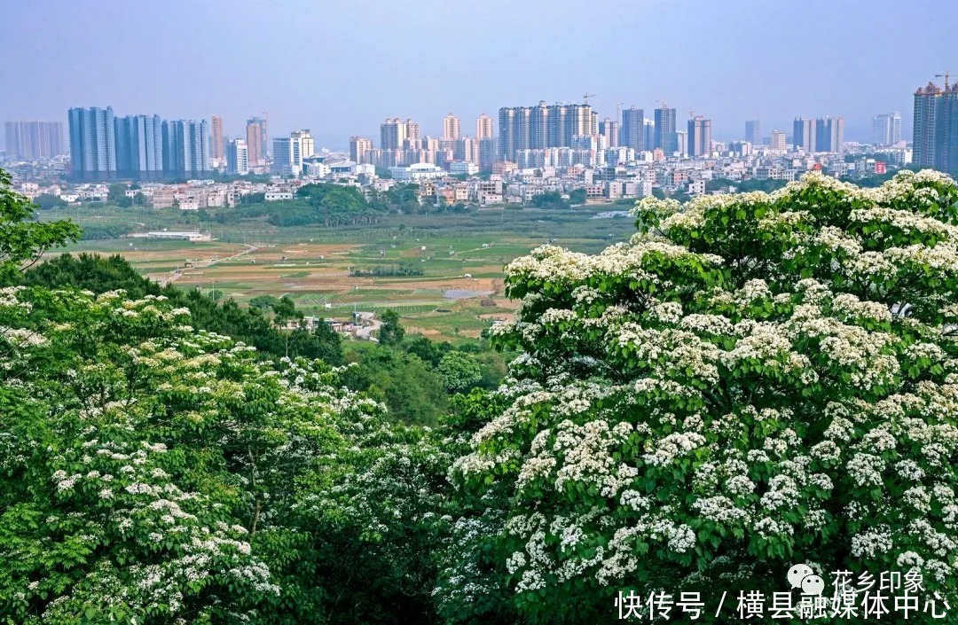 人间四月芳菲尽，梧桐花开正当时