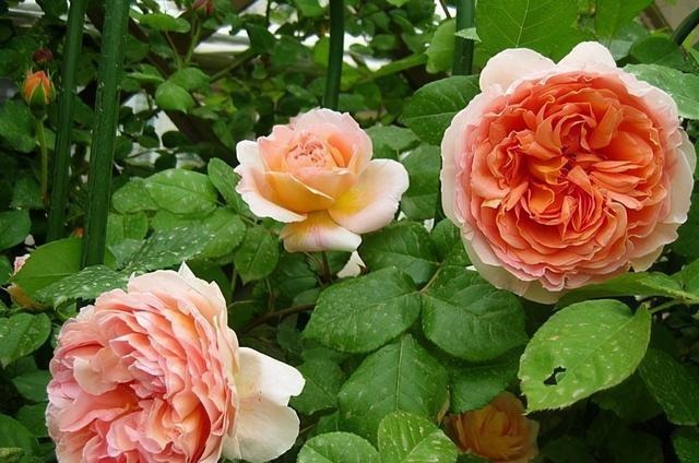 三楼奶奶不让我在一楼种花，事情解决了，出乎意料的让人难受