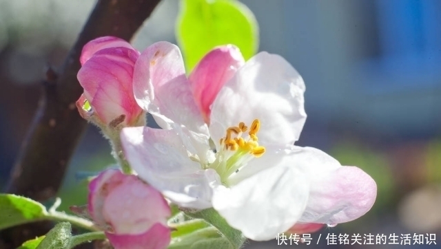 三角梅|三角梅有“三怕”,避开安全度夏,冒新芽齐开花,养成盆景小老桩