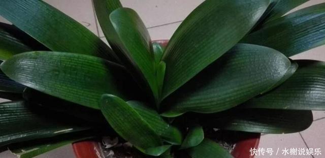 休眠期|休眠期养君子兰,浇水有妙招,1个小妙招,度夏营养足,长势旺