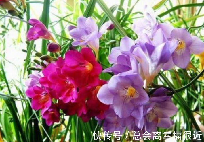 “4种花”养家里,全年开花不断,阳台变成“小花园”!