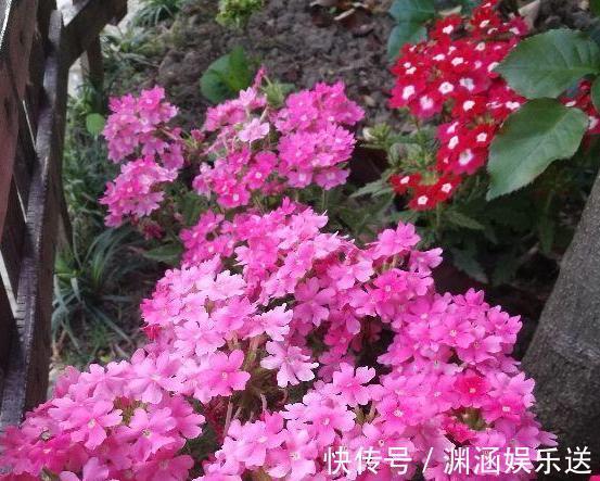 天热阳台该种植什么花15种''抗晒''植物,盆栽赏花不犯愁