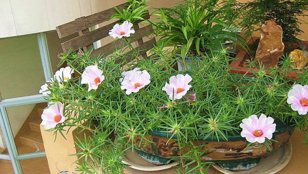 太阳花|夏季养花首选:太阳花,盆栽扦插天热长得好,更易出状态