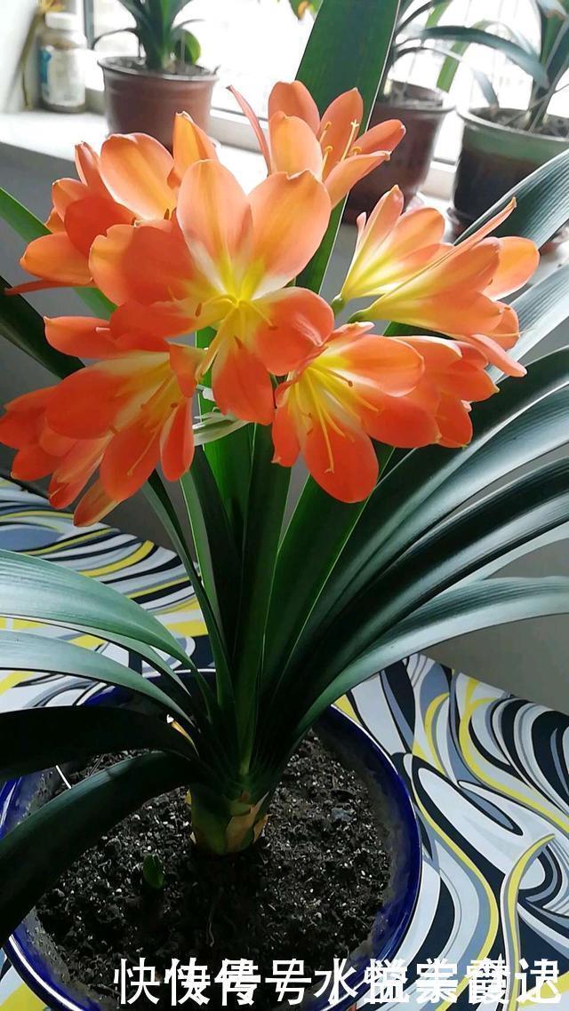 新芽|她给吊兰、君子兰喂2种肥,几月长出“萝卜根”,新芽新叶呼呼冒