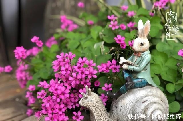 在茜的多肉小院里,花时间种快乐!在茜的多肉小院里,花时间种快乐!