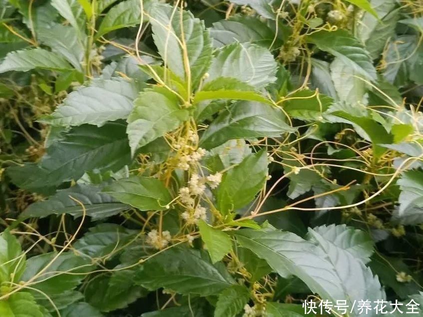 院子长出9种草，看到就铲除，留着就是大祸害