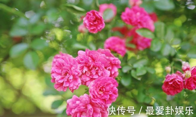 漳红樱|拜拜了月季!养了四年月季,这个秋天果断换坑,希望没有换错