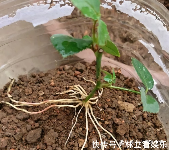 月季扦插难,“撞墙2.0扦插法”,1月生根,就问你盆够不够