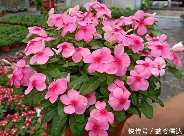 三月初,这“四朵花”任意养长,枝叶绿,花开,一年到头都在开花