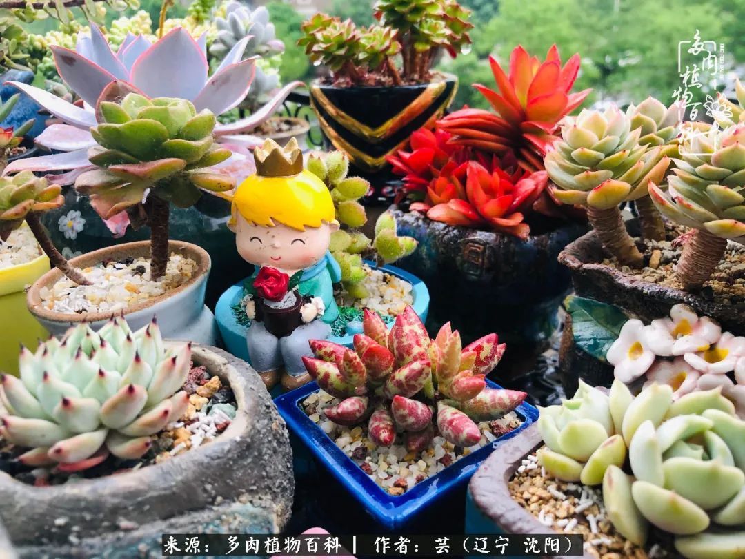 血罗|万物皆有灵性，一年四季有多肉陪伴真好！