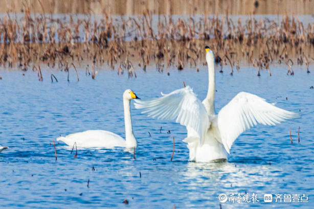 中年|成群的天鹅水中嬉戏，济南这片湖泊美醉了