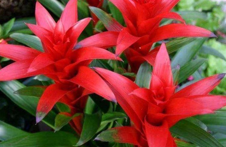 家养几种花卉,开花勤爱爆盆,花色鲜艳,养在庭院超美的