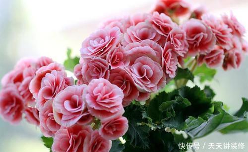 喜阴花|5种喜阴花,好看又好养,家里养一盆,大气上档次,值得拥有!