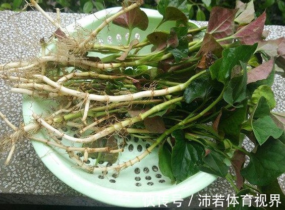 杂草|院子里长出5种草，尽量别破坏了，能赏又能当菜，有人花钱买来种