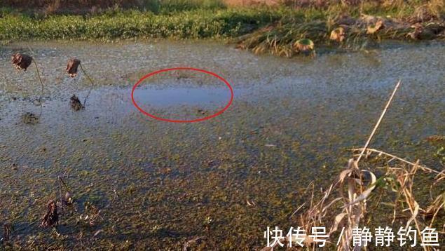 钓鱼|不是跟你吹,水草洞里钓鲫鱼,只要牢记这几点,竿竿中鱼忙不停