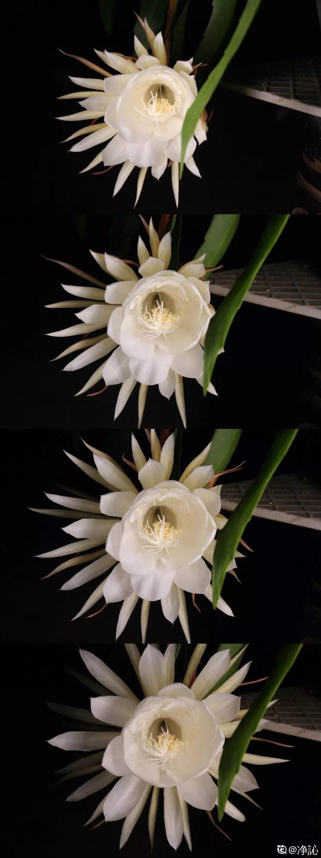 这花真稀罕,刚开花就被掐光了,花钱未必买得到!