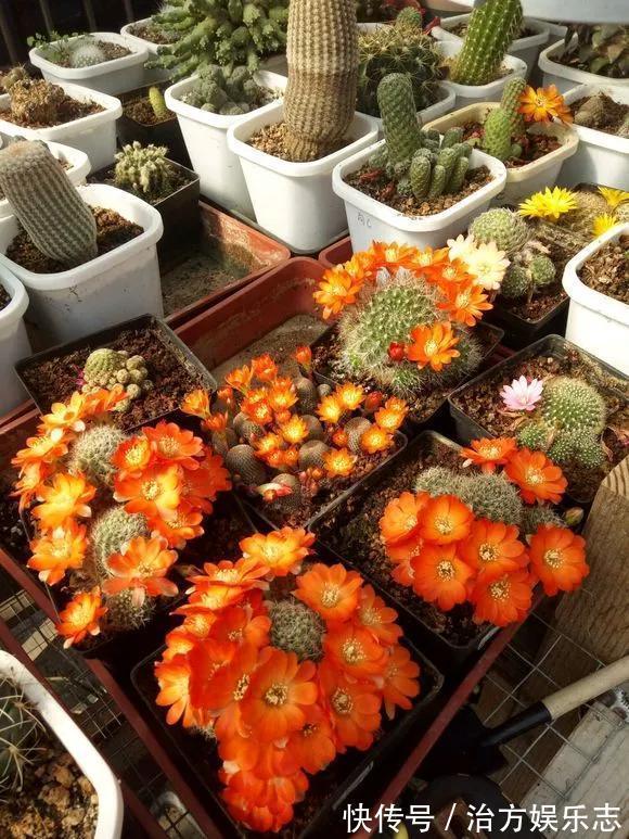 仙人球开花少，甚至不开花，3点要改善，满盆开出大花苞！