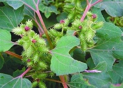 中年|人们看见此物就远离,但用此物泡脚好处太多了