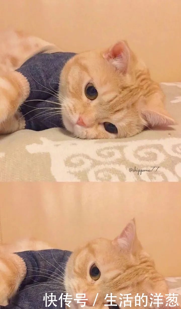 配不上|原来的壁纸已经配不上你的iPhone12了,快来换新的猫咪壁纸