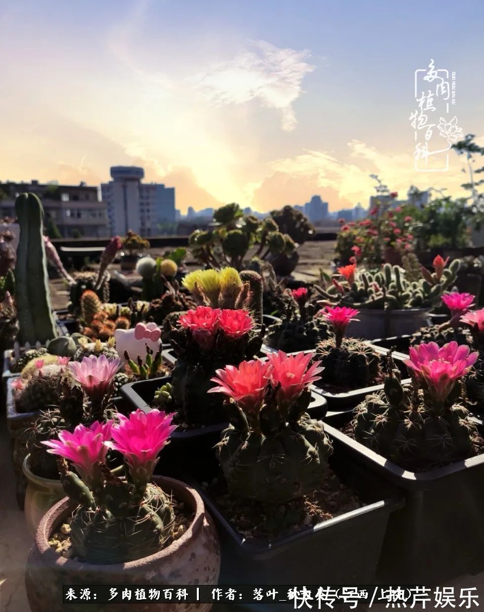 红太阳|养多肉秋天景天坑,夏天球球坑,人生百味都想尝!