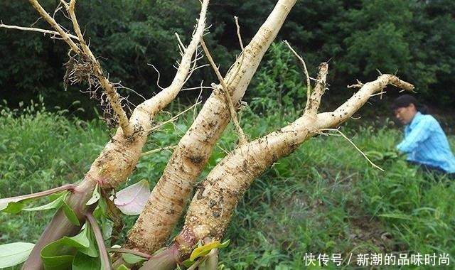 山萝卜|农村野生山萝卜,以前挨饿时候人才吃,现在一斤能卖30多