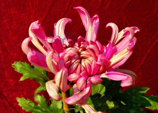 喜欢菊花,不如养盆“菊中珍品”大如意,似玉女飞舞,妖娆窈窕