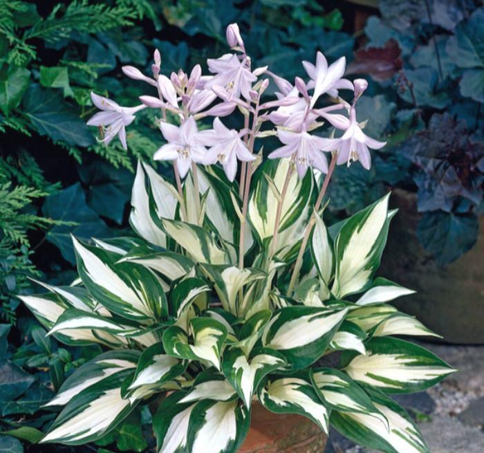 五种精巧花,好养又泼辣,耐阴又漂亮,北阳台最合适