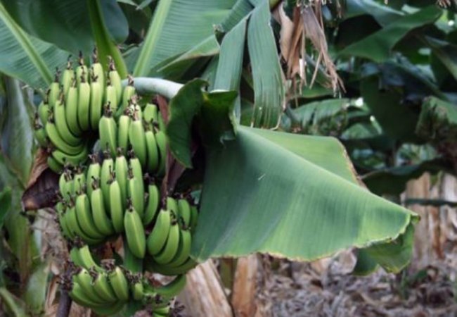 气血|女人常吃三种水果，皮肤变白了、气血变好了，每天活力满满