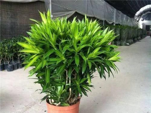 卫生间里面味?那就养几种植物,既耐阴又可以祛味!