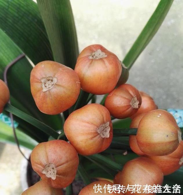 腐叶土|养君子兰用这个小妙招，开花多、新叶多、不夹箭，叶子绿的发光