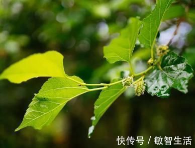 清新|杨万里的两首绝句，清新朴实，美如画卷，更令人百读不厌