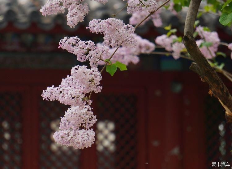 丁香花开，芬芳自来