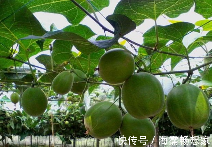 止咳祛痰|天然的“止咳王”找到了,常用此果煮水喝,止咳祛痰,胜过止咳药