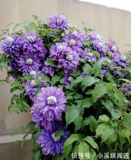 如果我有“院子”,一定种此5种花,五彩斑斓长成一片“花海”