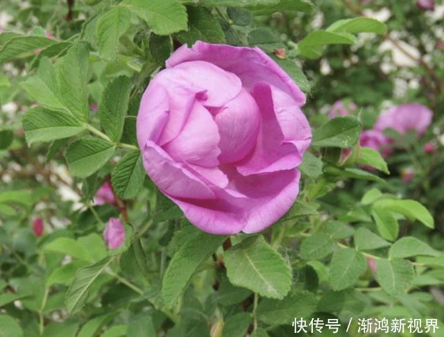 花友们|“沾土”就生根的1种花,夏天扦插2盆,9天“冒根系”,长势快