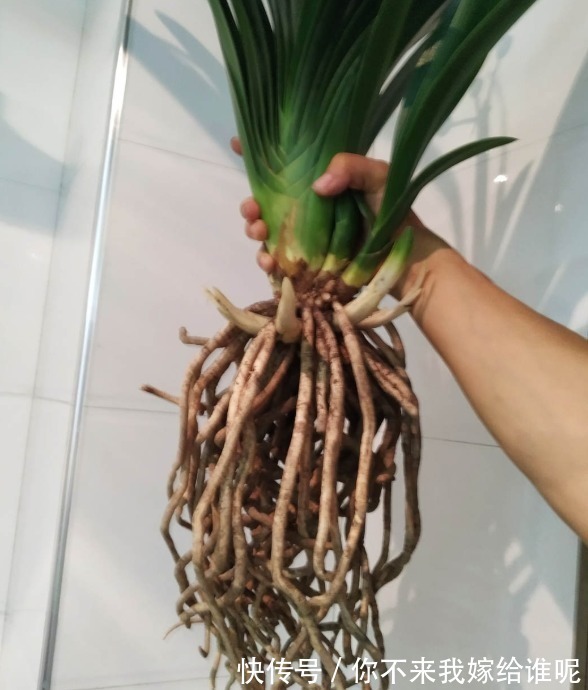 氮肥液|君子兰3大养护难题,一次性给你解决,今年准时开花!