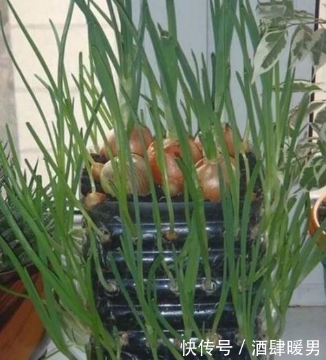 70岁的他，喜欢用“废品”养花种菜，月饼盒、泡沫箱都能用上！